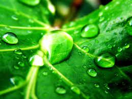 Green leaf nature plant raindrops. Free Download Green Nature Wallpaper Green Hd Wallpapers Green Nature Wallpaper 1920x1440 For Your Desktop Mobile Tablet Explore 49 Hd Wallpaper Green Cool Wallpapers Hd Hd Desktop Wallpaper Green Wallpaper Background