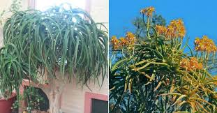 Image result for Aloidendron tongaense