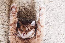 From history and biological anatomy to their behavioral patterns, there's a lot to know about cats. Cat Trivia 41 Cat Facts For National Trivia Day