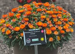 Image result for Barleria sunzuana