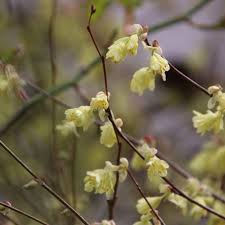 Petra Pelz On Instagram Primelgelb Und Fruhbluhend Hier In Nachbars Garten Die Glockenhasel Corylopsis Pauciflora Ein Geholz Das Bis 150cm Hoch Wir Grapes
