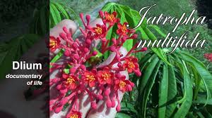 Image result for Jatropha multifida