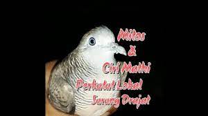 Mitos Dan Ciri Mathi Perkutut Lokal Surung Drajat Youtube