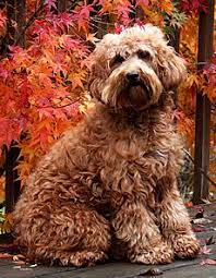 Spring Creek Labradoodles Red Australian Labradoodle Dogs Puppies Available Oregon Labradoodle Labradoodle Dogs Labradoodle Puppy