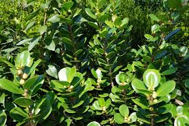 Image result for Grewia microcarpa