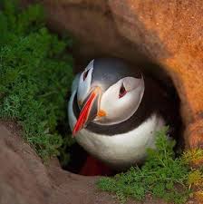 Pin By Kursad L On Big Birds Animals Animals Friends Spirit Animal
