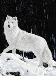 Kidnapped By The Alpha Characters Albino Animals Animals Wolf Dog