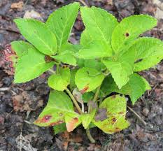 Image result for Cercospora hydrangea