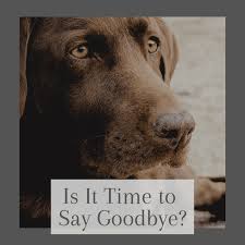On average, the cost of euthanasia can cost anywhere from $25 to $350. How Do I Know If It Is Time To Euthanize My Dog An Interview With A Veterinarian Pethelpful