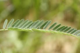 Image result for Aeschynomene indica