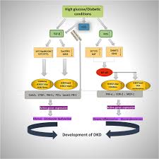 By chih long liu, stephanie tangsombatvisit, jacob m rosenberg, gil mandelbaum, emily c gillespie, or p gozani, ash a alizadeh, paul j utz. Epigenetic Histone Modifications In The Pathogenesis Of Diabetic Kidne Dmso
