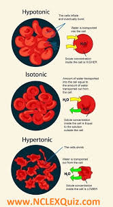 Red blood cells are suspended in a 0.85% saline solution. Red Blood Cells In Hypertonic Isotonic And Hypotonic Solutions Nclex Quiz