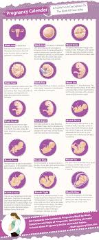 baby development chart week by week in womb www