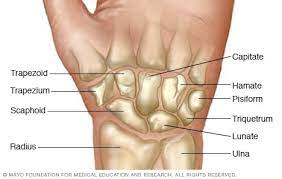 The carpal bones are the eight small bones that make up the wrist (or carpus) that connects the hand to the forearm. Wrist Bones Mayo Clinic