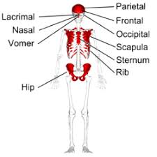 Long bone diagram red marrow : Flat Bone Wikipedia