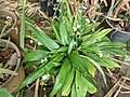 Image result for Chlorophytum macrosporum