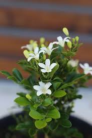 Image result for Murraya