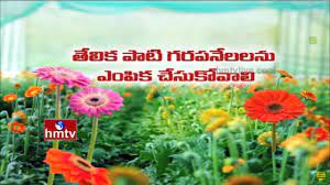 Gerbera Flowers Cultivation Tips And Techniques Poly House Farming Nela Talli Hmtv Youtube