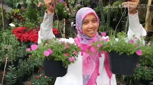 Gantung pada dinding atau pohon agar terlihat lebih atratif. Berburu Bunga Gantung Di Graha Raya Youtube