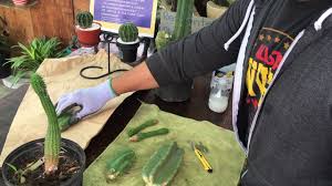 Manuel se ha llevado un gran palo con luisamanuel has been badly let down by luisa. Corte Y Transplante De Cactus Youtube