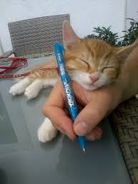 Arthur Doesn T Care If You Want To Write Something Down He Wants To Be Cuddled Meow Moe Cats Kittens Cutest Kittens