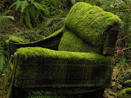 Mt Macdonald Moss Chair Sculpture Moss Garden Green Nature