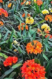 Even a plant pushing itself out of. How To Grow And Care For Clivias Better Homes And Gardens