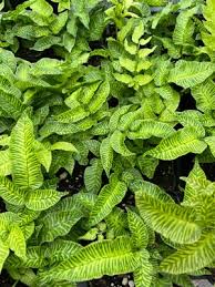 Image result for Coniogramme africana