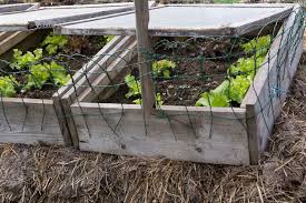 Cold frames help hold the sun's warmth overnight, so your plants don't succumb to frost or freezing temperatures. Diy Cold Frame Gardening The Fruitguys Community Fund