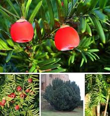 Cute Killers 16 Unassuming But Lethal Poison Plants Webecoist Poisonous Plants Plants Deadly Plants
