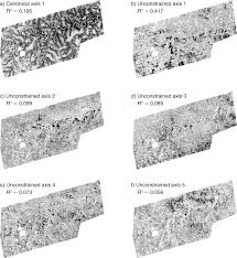 Image result for Lannea asymmetrica