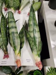Frozen Sansevieria Green Mermaid Sansevieria Green