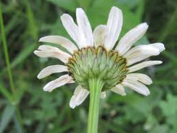 Image result for Ipomoea leucanthemum