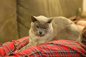 Breeders who would like to have an entry in the breeder's directory should complete the burmese cat club breeders application form. 11 Facts You Probably Don T Know About The Burmese Cat