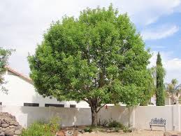 Desert ironwood trees (olneya tesota) bloom heavily about every other year with masses of lavender flowers, usually in late may. Arizona Trees Arizona Living Landscape Design Shade Trees Xeriscape Desert Trees