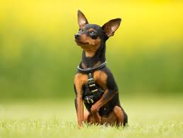 The chihuahua is available in 2 varieties: 16 Dogs That Stay Small Yorkie Chihuahua And More