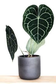 Check out our anthurium clarinervium selection for the very best in unique or custom, handmade pieces from our craft supplies & tools shops. Anthuriums Come In Different Forms And Colours But The Clarinervium Is Definitely Our Favourite Its Amazing Heart Rainforest Plants Cool Plants Pretty Plants