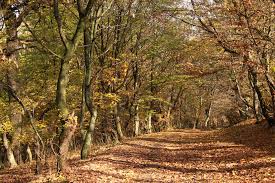 Locul, însă, nu va mai fi niciodată la fel pentru că blocurile se vor construi la doar câţiva metri de traseul turistic. PÄdurea Hoia Baciu Cluj Napoca