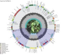 Image result for Laportea ovalifolia
