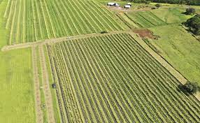 Nearly 30 acres in Kohala are now permanently set aside for farmers |  Hawai'i Public Radio