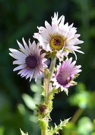 Image result for Berkheya setifera