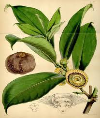 Image result for Napoleonaea septentrionalis