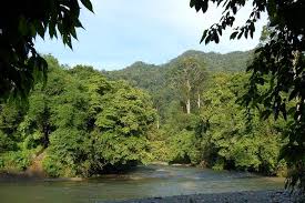Membatasi izin penebangan hutan secara selektif kepada para pengusaha. Potensi Sumber Daya Alam Hutan Halaman All Kompas Com