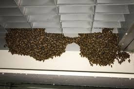 Be sure to check during dusk and dawn after each spraying for signs of activity before attempting to remove the hive. Swarm Of 25 000 Bees Removed From Staten Island Ferry Terminal By Police The New York Times