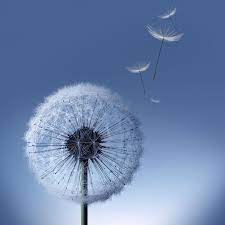 Excited For The Samsung Galaxy Note 8 Launch We Are Too Note Fans Are A Special Breed And No Dandelion Wallpaper Galaxy S3 Wallpaper Samsung Galaxy Wallpaper