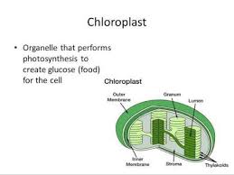 Maybe you would like to learn more about one of these? Explain The Structure Of Cell Organelle That Performs The Photosynthesis With The Help Of A Labelled Brainly In