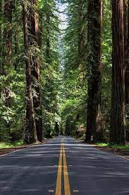 Road Print Featuring The Photograph Avenue Of The Giants By Rick Pisio Photographyofnature Nature Pictures Nature Photography New Nature Wallpaper