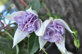 Blue Veil Flowers Blue Veil Rose