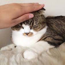 Sending Our Love Light And Plenty Of Head Pats And Ear Rubs To Cute Little Animals Cats Cat Memes