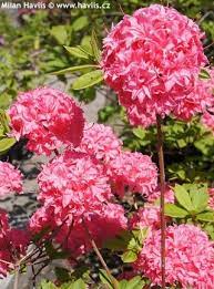 Azalea Homebush Deciduous Azalea Plant Identification Plant Database Plants